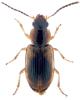 Acupalpus sp.